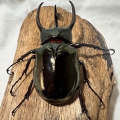 ミンダナオアトラス　♂91ミリ単品の画像