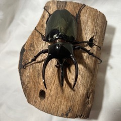 ミンダナオアトラス　♂91ミリ単品の画像