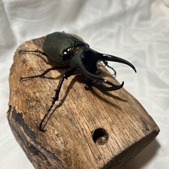 ミンダナオアトラス　♂91ミリ単品の画像