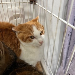 ビビりな茶白♂