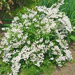 植木　ひめうつぎの幼木の画像