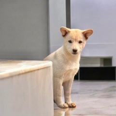 ❤️約3ヶ月の子犬里親緊急募集