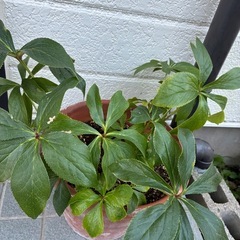 クリスマスローズの画像