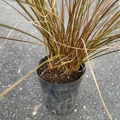 カレックスの画像