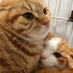 茶トラ姫⭐️丸顔美猫びびりです