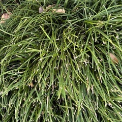 【取引中
】リュウノヒゲあげます②の画像