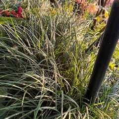 【取引中
】リュウノヒゲあげます②の画像