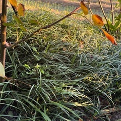 【取引中
】リュウノヒゲあげます②の画像