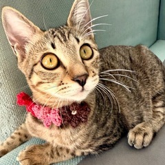 なみ(仮)🩷麦わらねこ　しなやかな毛でなでなで大好き