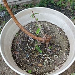 植木　利休梅（リキュウバイ）の画像