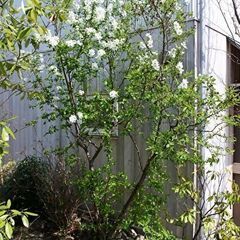 植木　利休梅（リキュウバイ）の画像