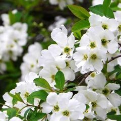 植木　利休梅（リキュウバイ）の画像