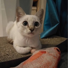 レオ(仮)凛々しいお顔の男の子　遊ぶの大好き💚