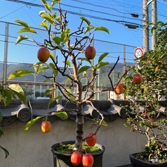 姫りんご盆栽の画像