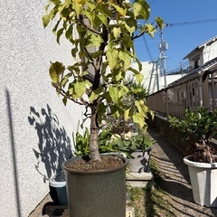 姫りんご盆栽の画像