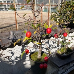 姫りんご盆栽の画像