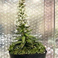 ツメレンゲの画像