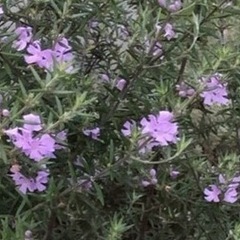 お話し中［007］特価！値下げ 大株 ウエストリンギヤ オージープランツの画像