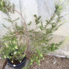 お話し中［007］特価！値下げ 大株 ウエストリンギヤ オージープランツの画像