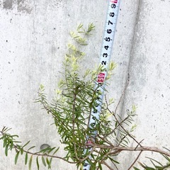 お話し中［007］特価！値下げ 大株 ウエストリンギヤ オージープランツの画像