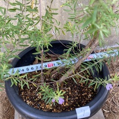 お話し中［007］特価！値下げ 大株 ウエストリンギヤ オージープランツの画像