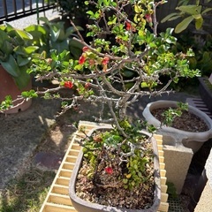 長寿梅盆栽の画像