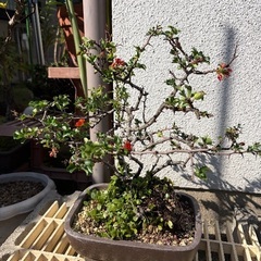 長寿梅盆栽の画像