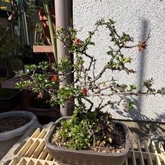 長寿梅盆栽の画像