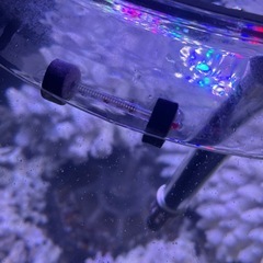 水槽などの水温計2つセットの画像