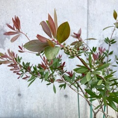 ［005］特価！カリステモン(金宝樹) ブラシの木 オージープランツの画像