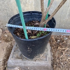 ［005］特価！カリステモン(金宝樹) ブラシの木 オージープランツの画像