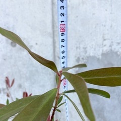 ［005］特価！カリステモン(金宝樹) ブラシの木 オージープランツの画像