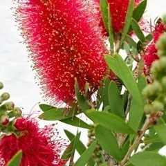 ［005］特価！カリステモン(金宝樹) ブラシの木 オージープランツの画像