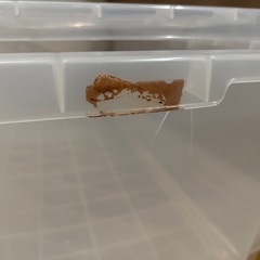 衣装ケース(45×73×24)2つの画像