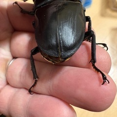 オオクワガタ(阿古谷) ペアの画像