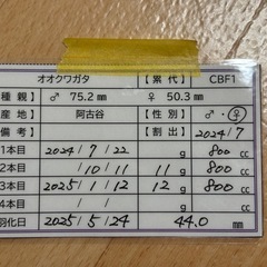 オオクワガタ(阿古谷) ペアの画像