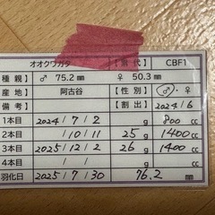 オオクワガタ(阿古谷) ペアの画像