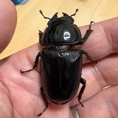 オオクワガタ(阿古谷) ペアの画像