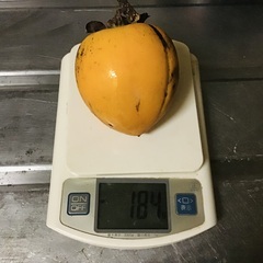 干し柿用渋柿（1個15円）の画像