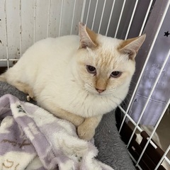 ブルーアイ🩵ポイントカラーレッド♀