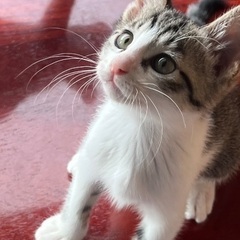 きじしろ兄弟♡たいがくんとふうがくん