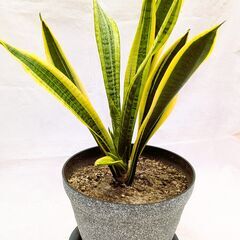 サンスベリア・虎の尾　(観葉植物)①の画像