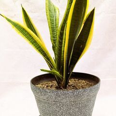 サンスベリア・虎の尾　(観葉植物)①の画像