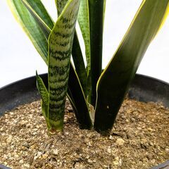 サンスベリア・虎の尾　(観葉植物)②の画像