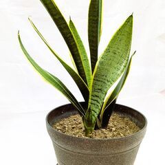 サンスベリア・虎の尾　(観葉植物)②の画像