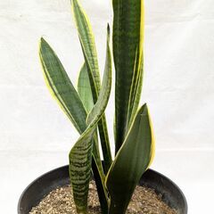サンスベリア・虎の尾　(観葉植物)②の画像