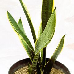 サンスベリア・虎の尾　(観葉植物)②の画像