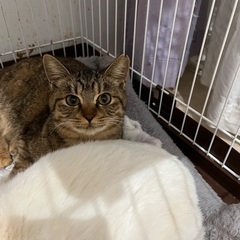 麦わらキジ丸顔美猫ちゃん