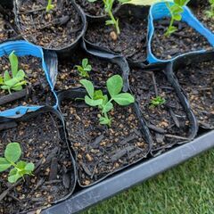 ツルあり、スナップエンドウ　1苗20円　複数購入歓迎の画像