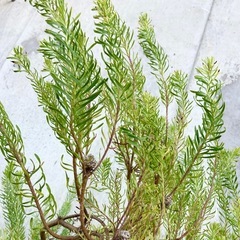 ［029］特価！大株 リューカデンドロン ジェイドパール オージープランツの画像